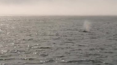 Vancouver Adası, Kanada 'da Orkalar