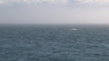 Vancouver Adası, Kanada 'da Orkalar