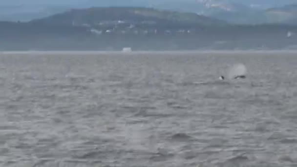 Orcas Vancouver Island Kanada — Stok Video