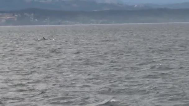 Orcas Vancouver Island Kanada — Stockvideo