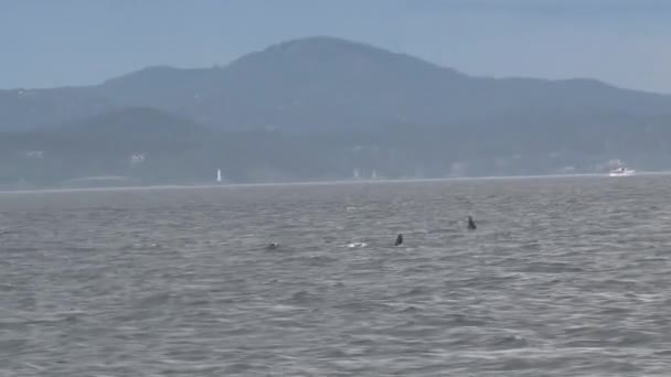 Orcas Vancouver Island Canada — Stock Video