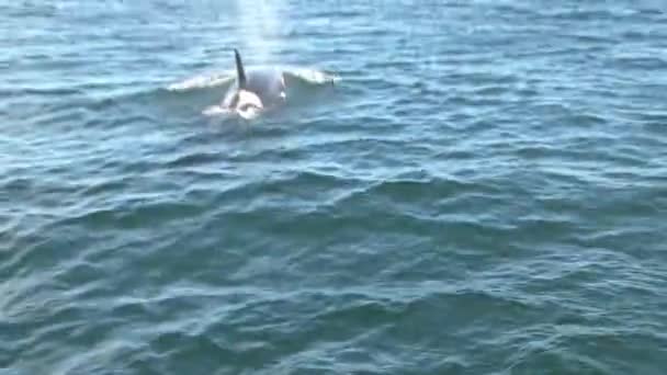 Orcas Vancouver Island Kanada — Stockvideo