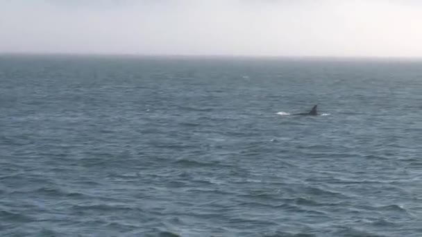 Orcas Canadá — Vídeo de Stock