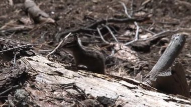 Altın kaplama yer sincabı