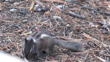 Altın kaplama yer sincabı