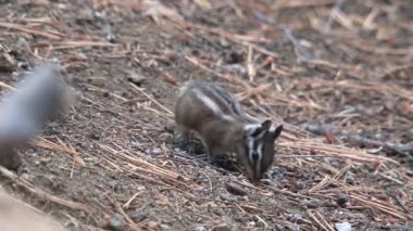 Altın kaplama yer sincabı