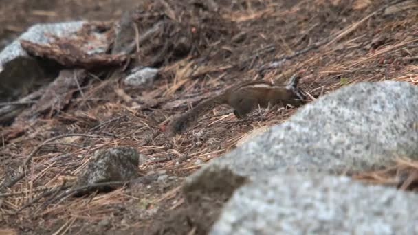 Écureuil Des Champs Manteau Doré — Video