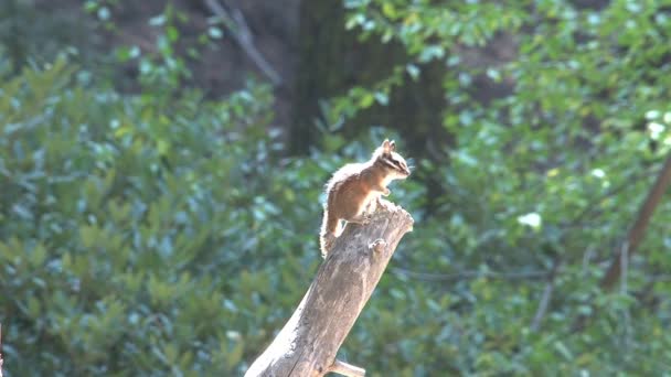 Golden Mantled Ground Squirrel — Stock Video
