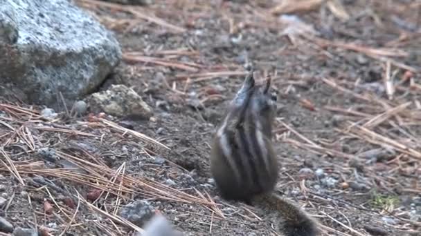 Écureuil Des Champs Manteau Doré — Video