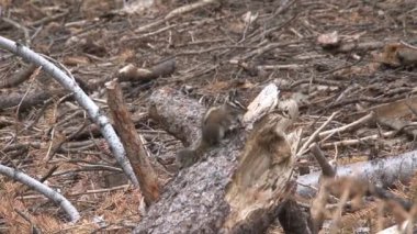 Altın kaplama yer sincabı zıplıyor