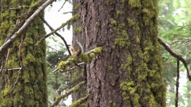Altın kaplama yer sincabı