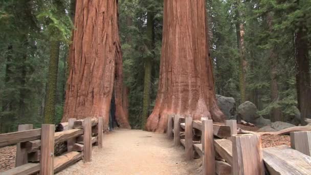 Giant Sequoia National Monument California Usa – stockvideo