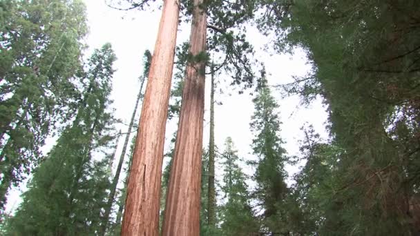 Monumento Nacional Giant Sequoia California Estados Unidos — Vídeo de stock