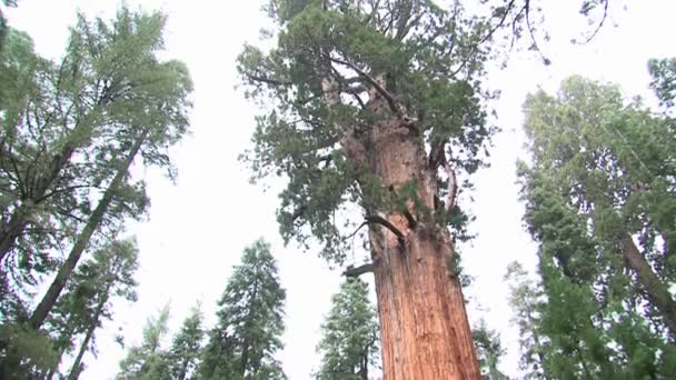 Giant Sequoia National Monument California Egyesült Államok — Stock videók