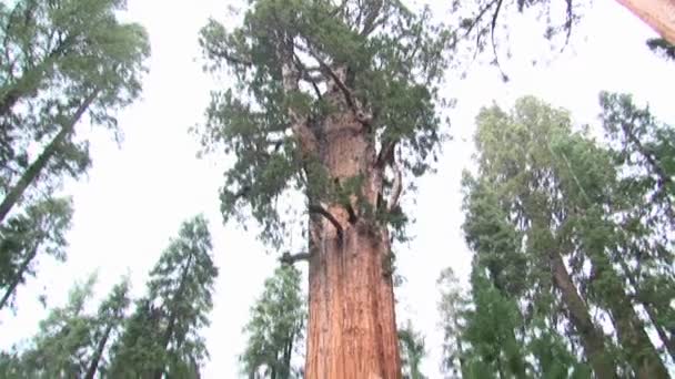 Giant Sequoia National Monument California Stati Uniti — Video Stock