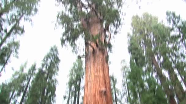 Monumento Nacional Giant Sequoia California Estados Unidos — Vídeo de stock