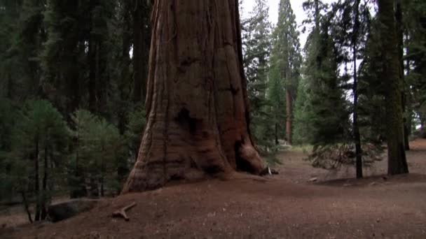 Das Riesige Sequoia National Monument Kalifornien Vereinigte Staaten — Stockvideo