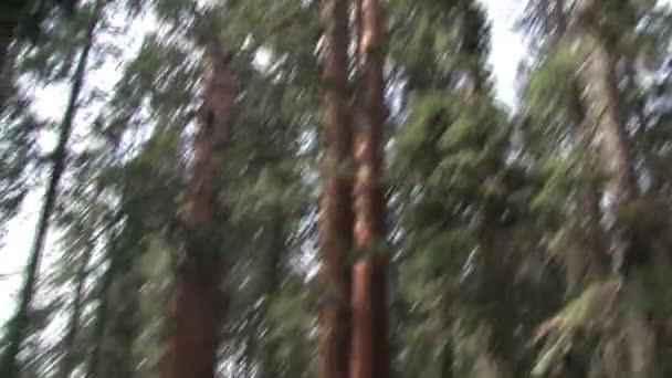 Monumento Nacional Giant Sequoia California Estados Unidos — Vídeo de stock