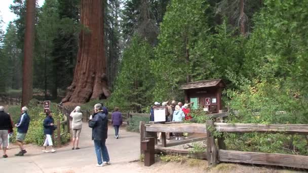 Giant Sequoia National Monument California Spojené Státy — Stock video