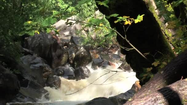 Río Desde Cascada — Vídeo de stock