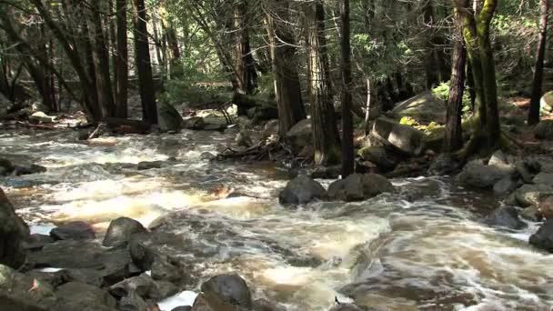 Río Entre Bosque — Vídeos de Stock