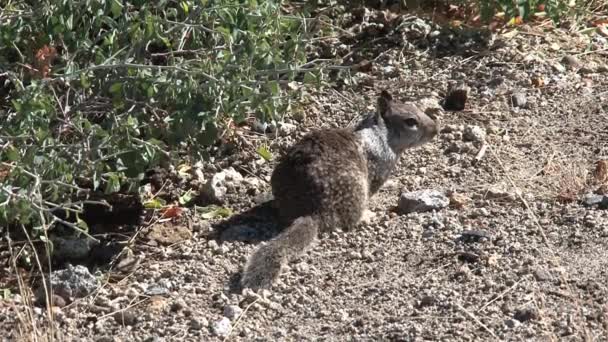 Picazón Ardilla Tierra Huyendo — Vídeos de Stock