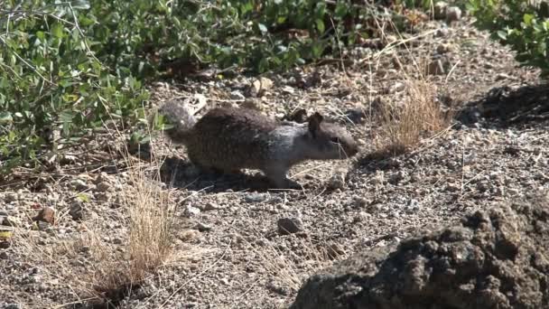 Gros plan d'un grand écureuil terrestre à la recherche de nourriture