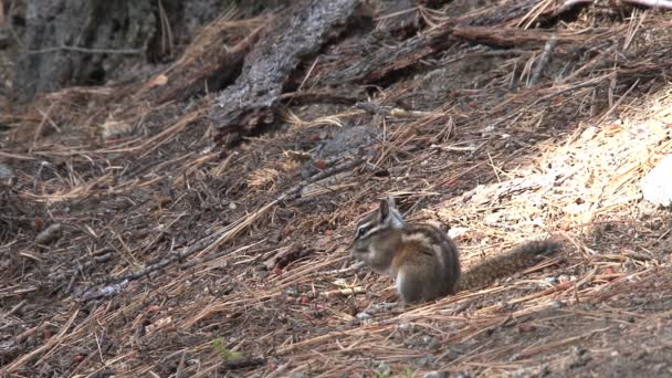 Golden Mantled Ground Squirrel — Stock Video