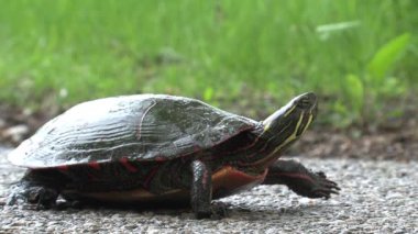 Kaplumbağa yolda yavaş ilerliyor.