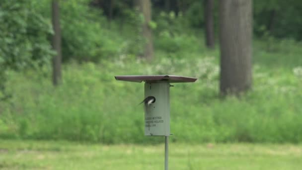 Pequeño Pájaro Trae Comida — Vídeo de stock