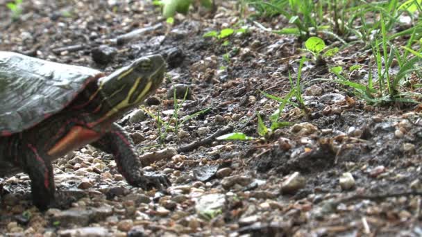 Tortue se déplaçant lentement sur une route