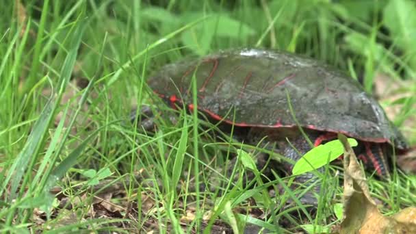 Schildkröte Bewegt Sich Langsam Gras — Stockvideo