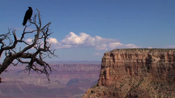 Crow Grand Canyon Grand Canyon — стоковое видео