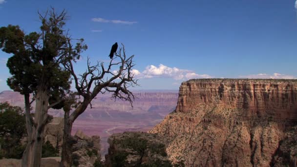 Grand Canyon Förenta Staterna — Stockvideo