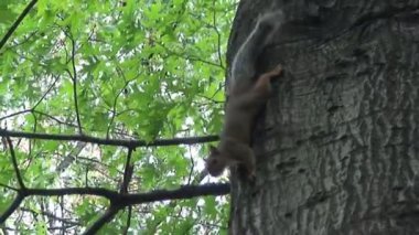 Central Park 'taki sincap. New York.