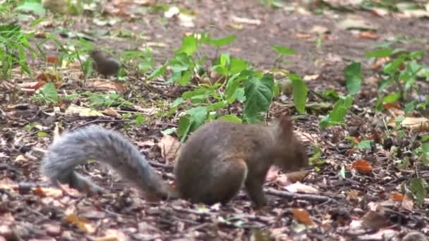 Squirrel Central Park New York City — Stock Video