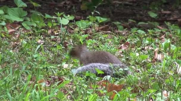 Eichhörnchen Central Park New York City — Stockvideo