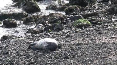 Küçük Liman Mührü ABD