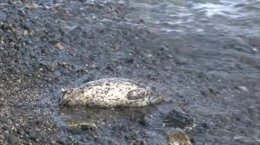 Küçük Liman Mührü ABD