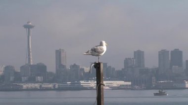 Ufuk çizgisi önünde martı Seattle, ABD
