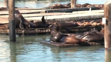 Rıhtım 39, San Francisco