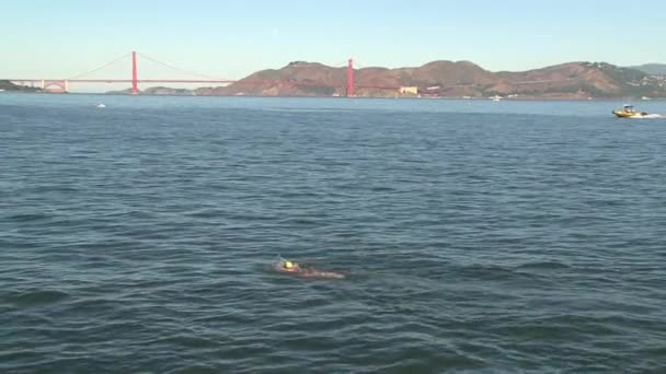 Mattina Nuotare Con Golden Gate Bridge Sullo Sfondo — Video Stock