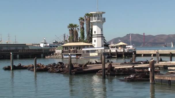 Muelle Con Lobos Marinos Por Mañana — Vídeo de stock