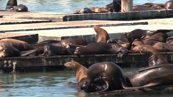 Rıhtımda Sabah Deniz Aslanları Bir Yer Için Savaşıyor — Stok video