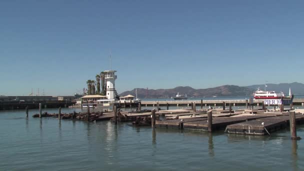 Pier Com Leões Marinhos Manhã Pequeno Barco Ferry Atrás Dele — Vídeo de Stock