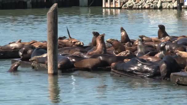 Una Multitud Ocupada Lobos Marinos Disfrutando Del Sol Mañana Muelle — Vídeos de Stock