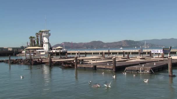 Pier San Francisco — Stock Video