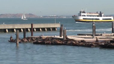 Rıhtım 39, San Francisco