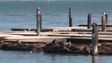 Rıhtım 39, San Francisco