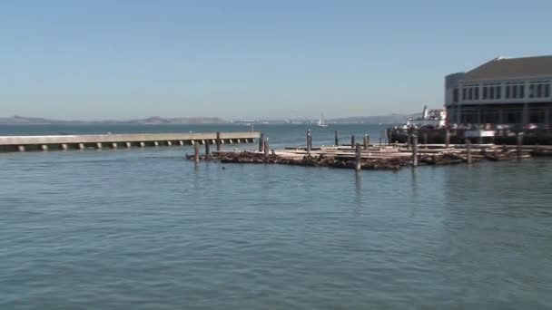 Pier San Francisco — Stockvideo